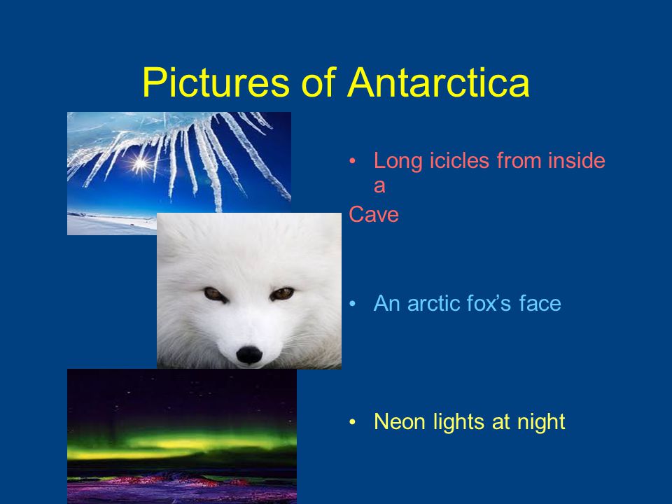 Pictures of Antarctica Long icicles from inside a Cave An arctic fox’s face Neon lights at night