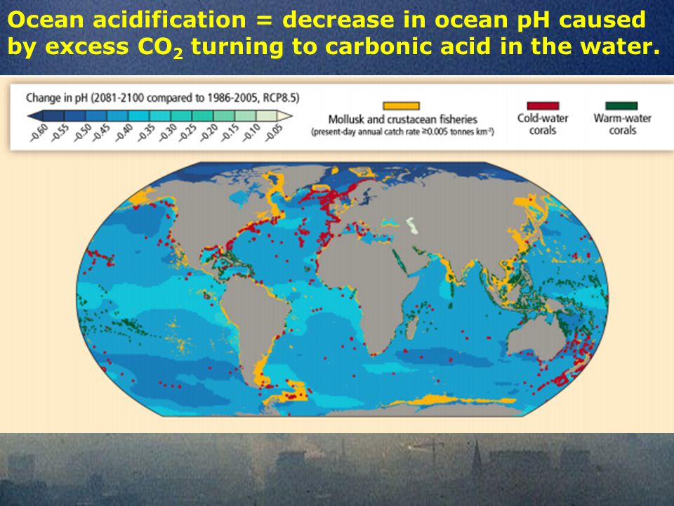 Ocean acidification = decrease in ocean pH caused by excess CO 2 turning to carbonic acid in the water.