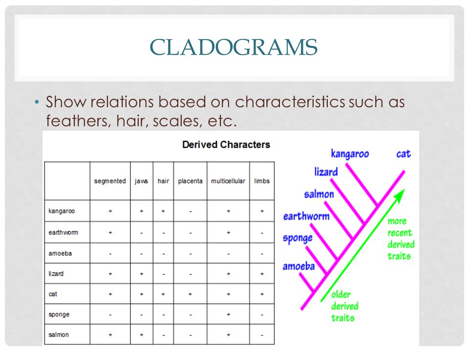 Printables Cladogram Worksheet phylogenetic tree biology 11 classification and taxonomy ppt cladograms show relations based on characteristics such as feathers hair scales etc