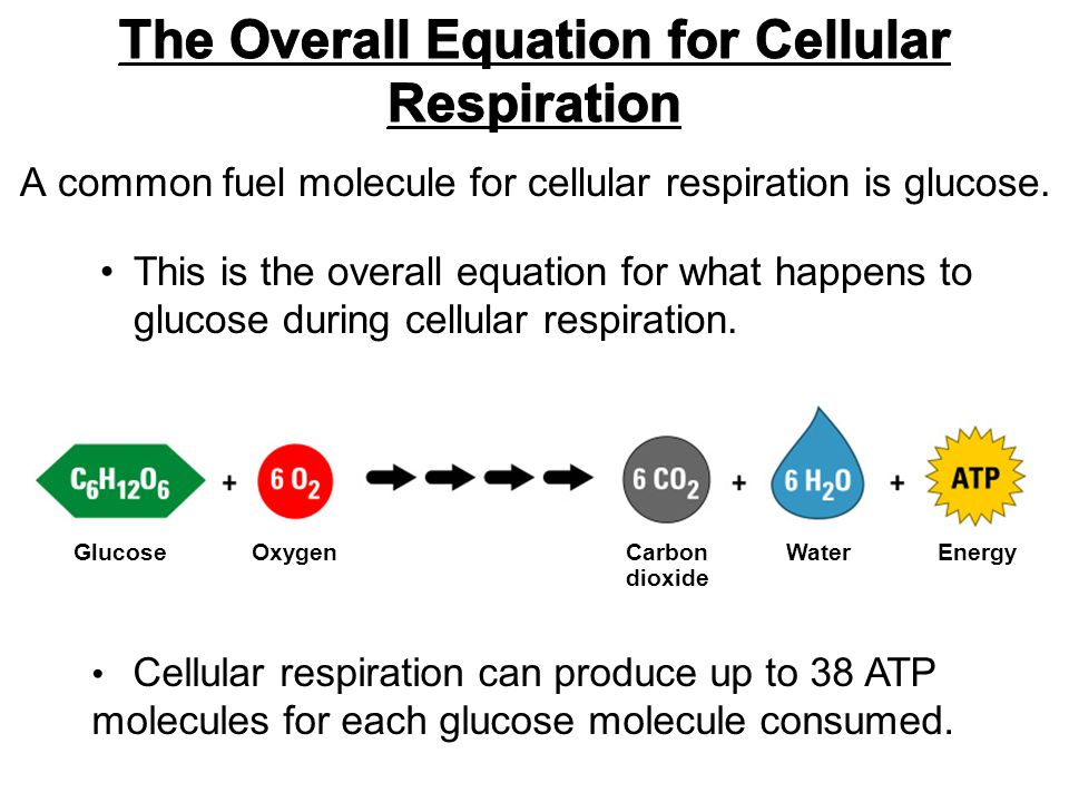 What Is The Overall Word Equation For Cellular Respiration Overall Equation For Cellular Respiration Talkchannels