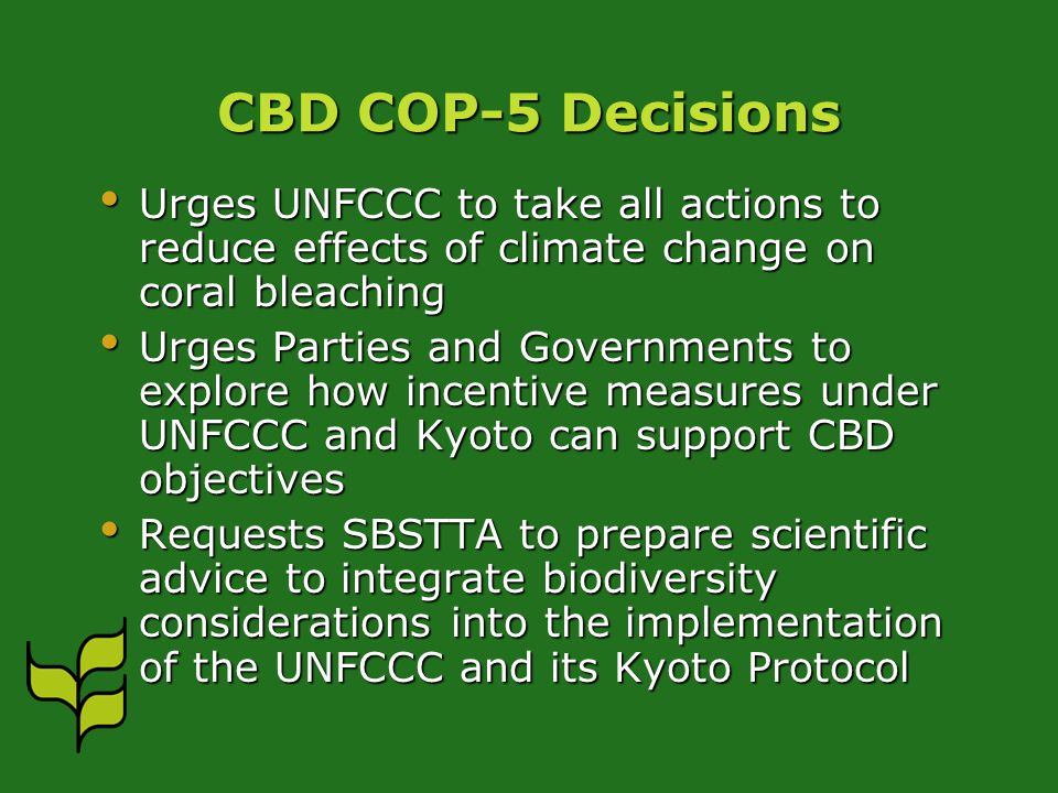 CBD COP-5 Decisions Urges UNFCCC to take all actions to reduce effects of climate change on coral bleaching Urges UNFCCC to take all actions to reduce effects of climate change on coral bleaching Urges Parties and Governments to explore how incentive measures under UNFCCC and Kyoto can support CBD objectives Urges Parties and Governments to explore how incentive measures under UNFCCC and Kyoto can support CBD objectives Requests SBSTTA to prepare scientific advice to integrate biodiversity considerations into the implementation of the UNFCCC and its Kyoto Protocol Requests SBSTTA to prepare scientific advice to integrate biodiversity considerations into the implementation of the UNFCCC and its Kyoto Protocol