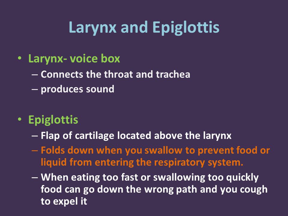 Larynx and Epiglottis Larynx- voice box – Connects the throat and trachea – produces sound Epiglottis – Flap of cartilage located above the larynx – Folds down when you swallow to prevent food or liquid from entering the respiratory system.