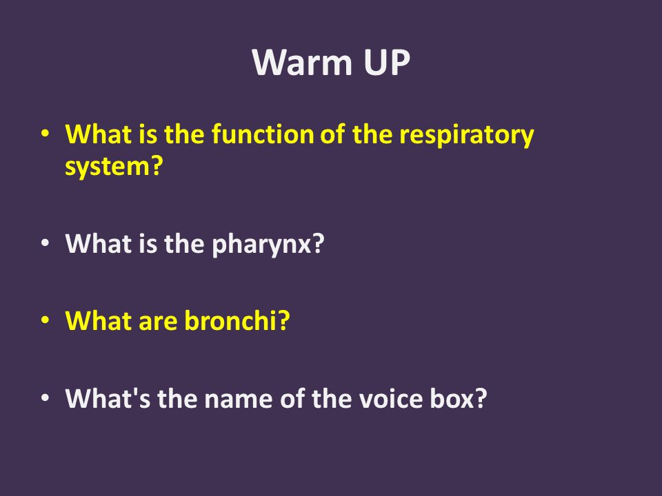 Warm UP What is the function of the respiratory system.