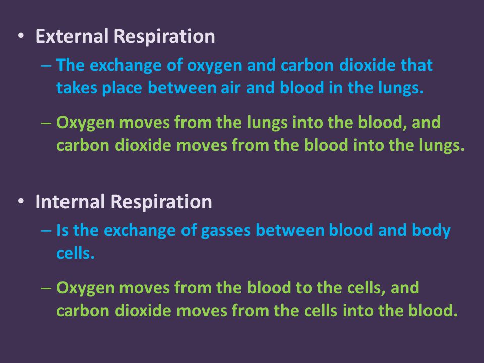External Respiration – The exchange of oxygen and carbon dioxide that takes place between air and blood in the lungs.