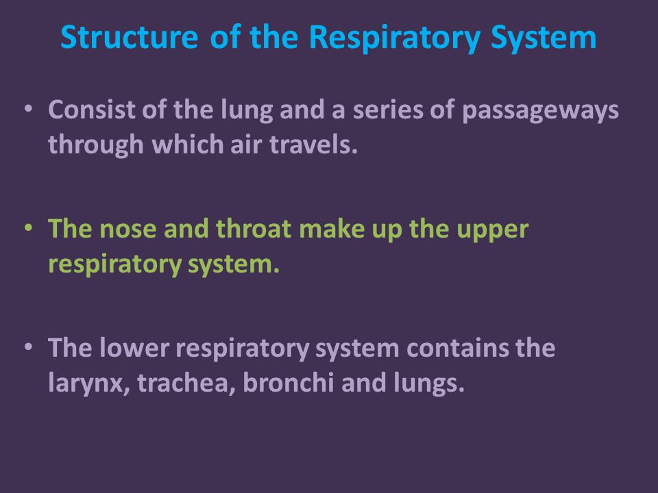 Structure of the Respiratory System Consist of the lung and a series of passageways through which air travels.