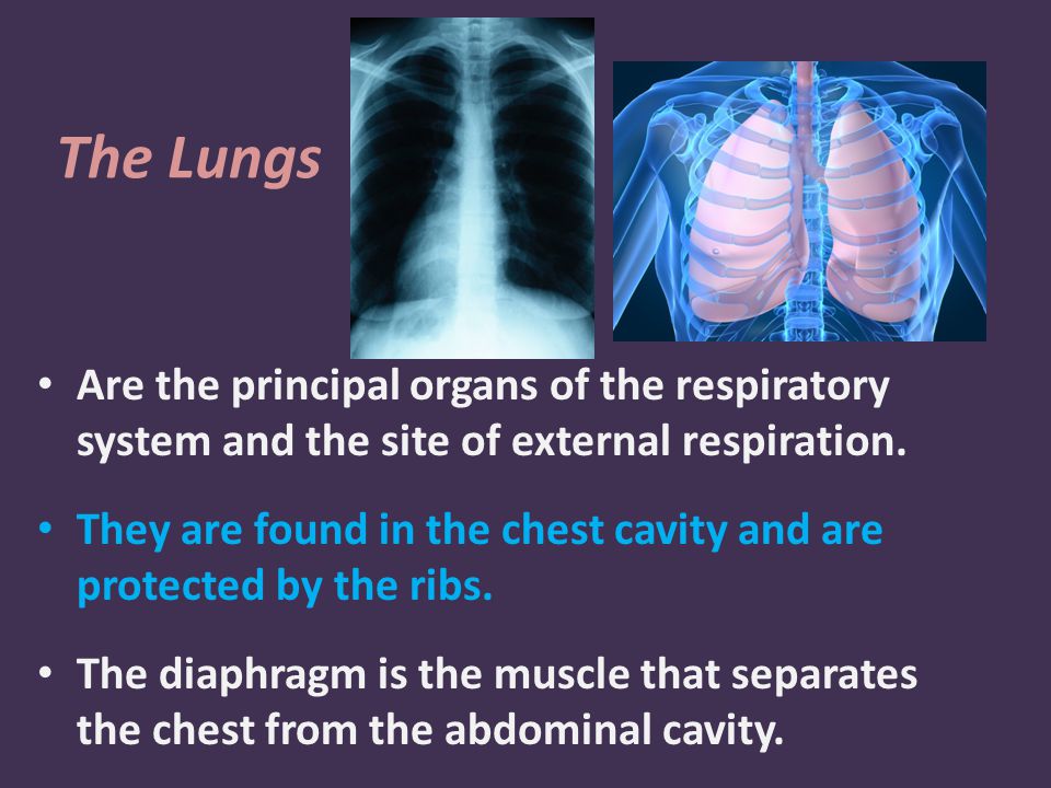 The Lungs Are the principal organs of the respiratory system and the site of external respiration.