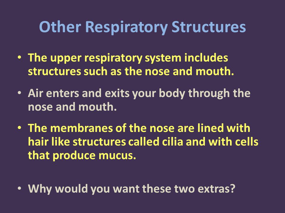 Other Respiratory Structures The upper respiratory system includes structures such as the nose and mouth.