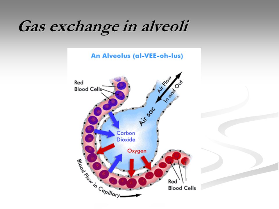 Gas exchange in alveoli