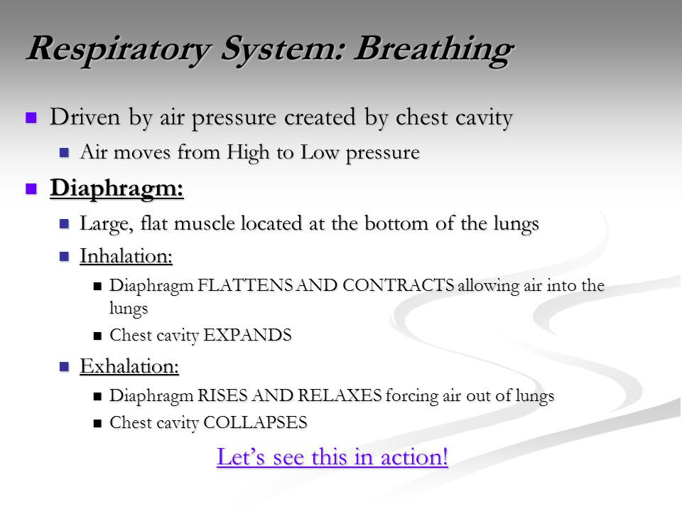 Respiratory System: Breathing Driven by air pressure created by chest cavity Driven by air pressure created by chest cavity Air moves from High to Low pressure Air moves from High to Low pressure Diaphragm: Diaphragm: Large, flat muscle located at the bottom of the lungs Large, flat muscle located at the bottom of the lungs Inhalation: Inhalation: Diaphragm FLATTENS AND CONTRACTS allowing air into the lungs Diaphragm FLATTENS AND CONTRACTS allowing air into the lungs Chest cavity EXPANDS Chest cavity EXPANDS Exhalation: Exhalation: Diaphragm RISES AND RELAXES forcing air out of lungs Diaphragm RISES AND RELAXES forcing air out of lungs Chest cavity COLLAPSES Chest cavity COLLAPSES Let’s see this in action.