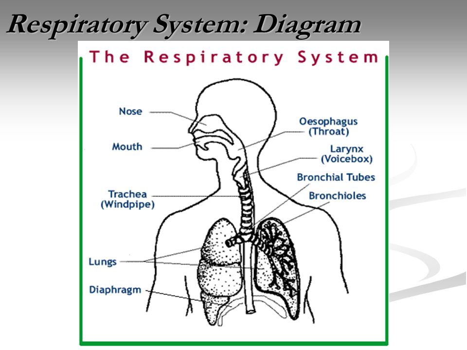 Respiratory System: Diagram