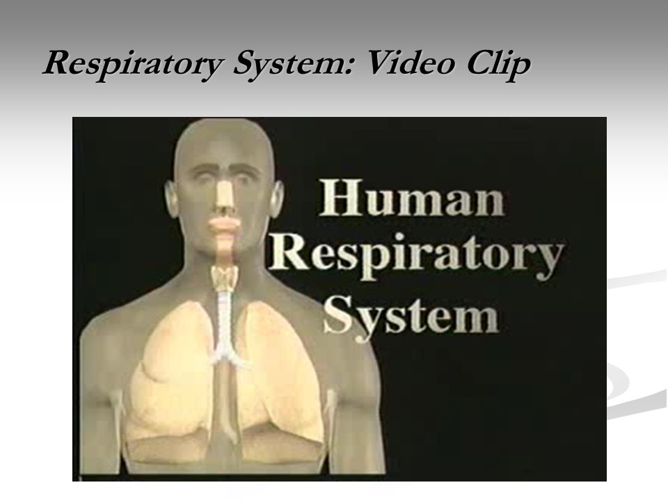 Respiratory System: Video Clip