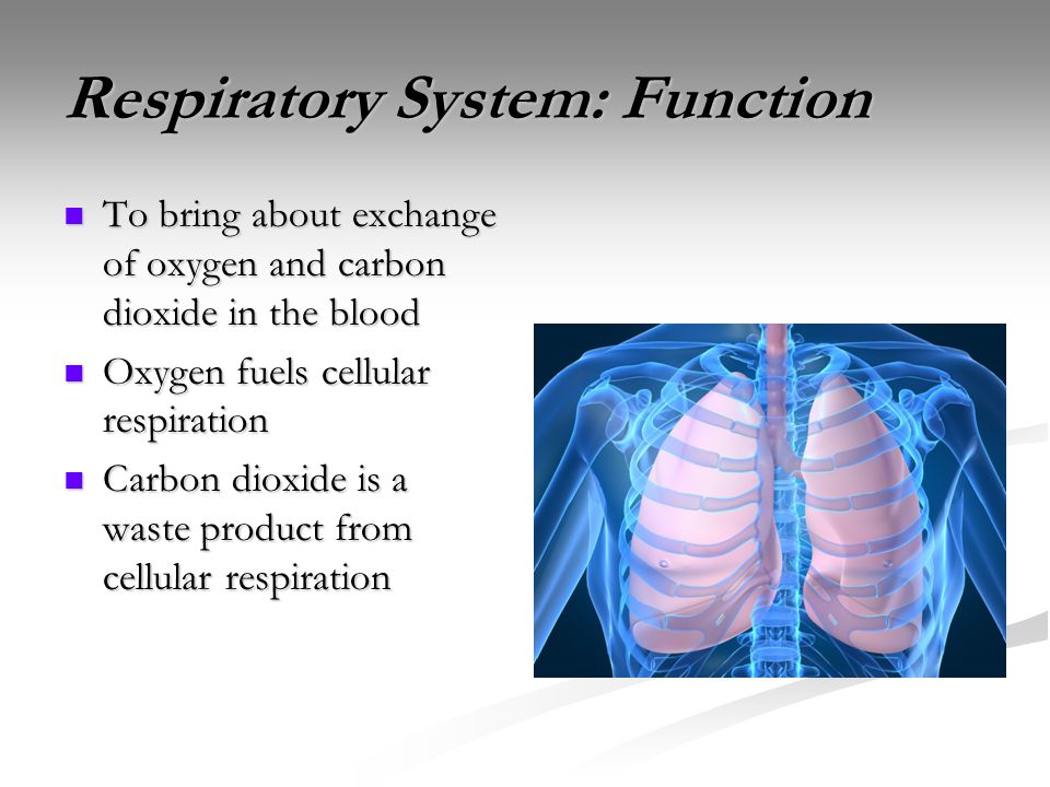 Respiratory System: Function To bring about exchange of oxygen and carbon dioxide in the blood To bring about exchange of oxygen and carbon dioxide in the blood Oxygen fuels cellular respiration Oxygen fuels cellular respiration Carbon dioxide is a waste product from cellular respiration Carbon dioxide is a waste product from cellular respiration