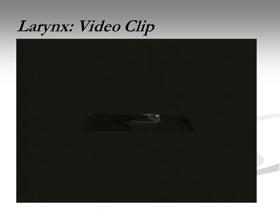 Larynx: Video Clip