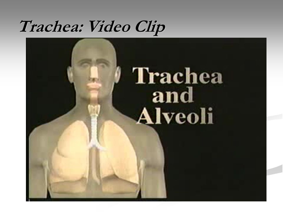 Trachea: Video Clip