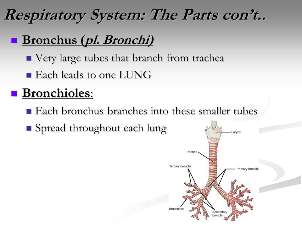 Respiratory System: The Parts con’t.. Bronchus (pl.