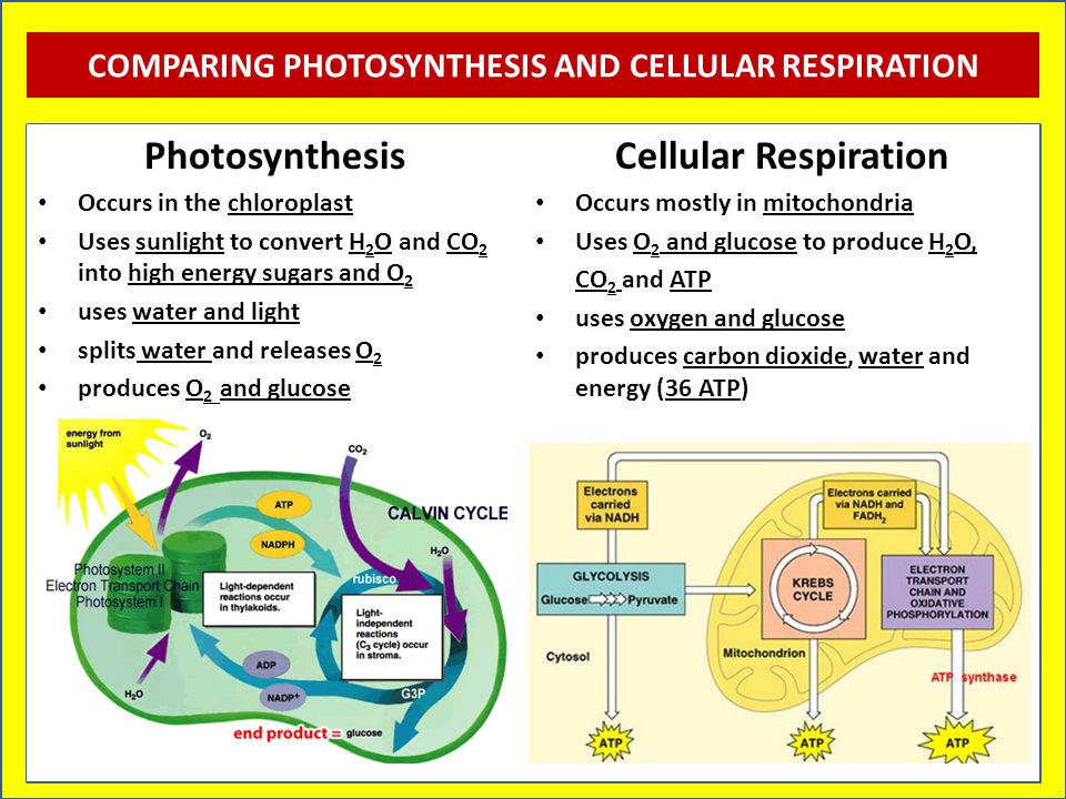 photosythesis and cellular respiration photosythesis and cellular respiration