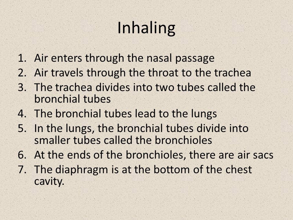Inhaling 1.Air enters through the nasal passage 2.Air travels through the throat to the trachea 3.The trachea divides into two tubes called the bronchial tubes 4.The bronchial tubes lead to the lungs 5.In the lungs, the bronchial tubes divide into smaller tubes called the bronchioles 6.At the ends of the bronchioles, there are air sacs 7.The diaphragm is at the bottom of the chest cavity.