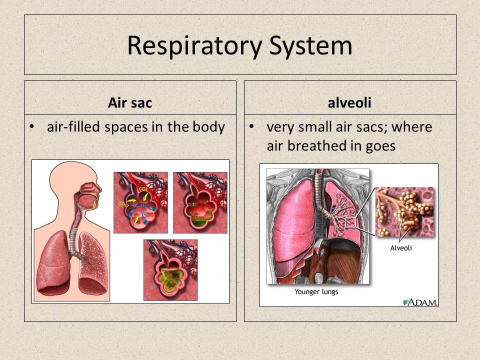 Air sac air-filled spaces in the body alveoli very small air sacs; where air breathed in goes
