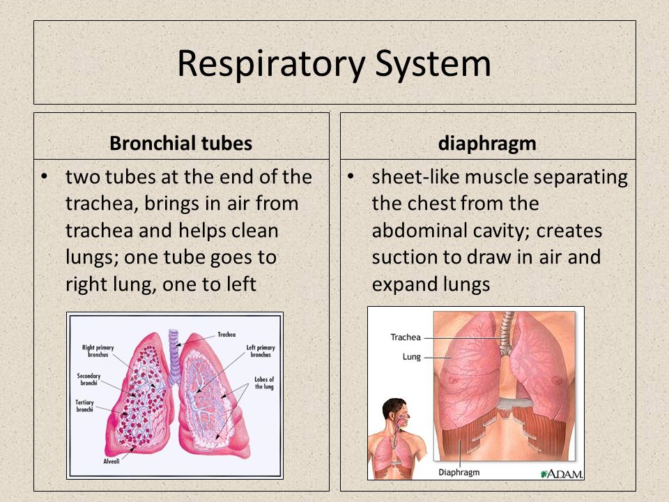 Respiratory System Bronchial tubes two tubes at the end of the trachea, brings in air from trachea and helps clean lungs; one tube goes to right lung, one to left diaphragm sheet-like muscle separating the chest from the abdominal cavity; creates suction to draw in air and expand lungs
