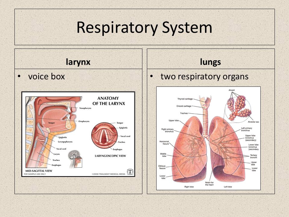Respiratory System larynx voice box lungs two respiratory organs