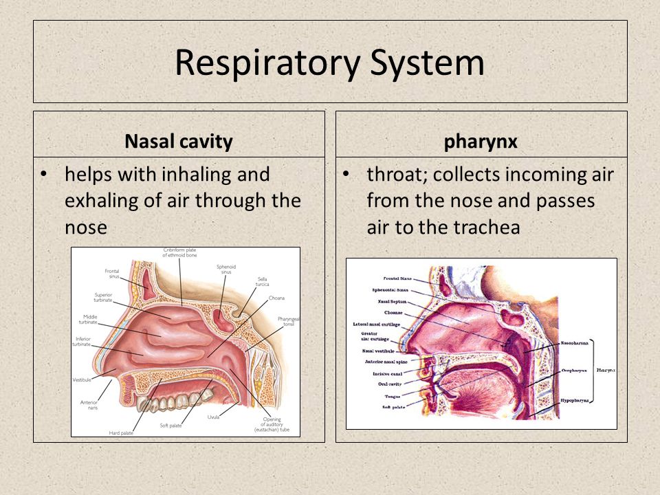 Respiratory System Nasal cavity helps with inhaling and exhaling of air through the nose pharynx throat; collects incoming air from the nose and passes air to the trachea
