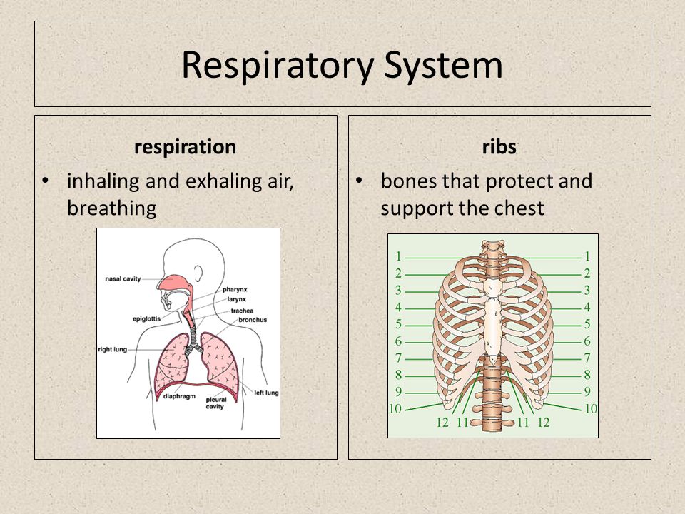 Respiratory System respiration inhaling and exhaling air, breathing ribs bones that protect and support the chest