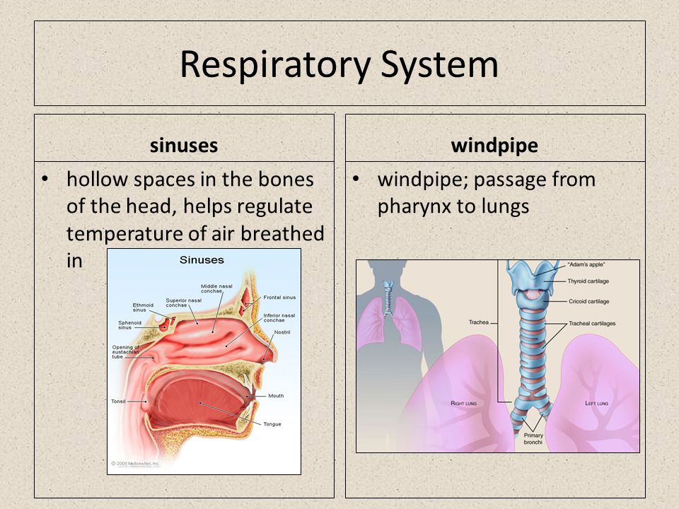 Respiratory System sinuses hollow spaces in the bones of the head, helps regulate temperature of air breathed in windpipe windpipe; passage from pharynx to lungs