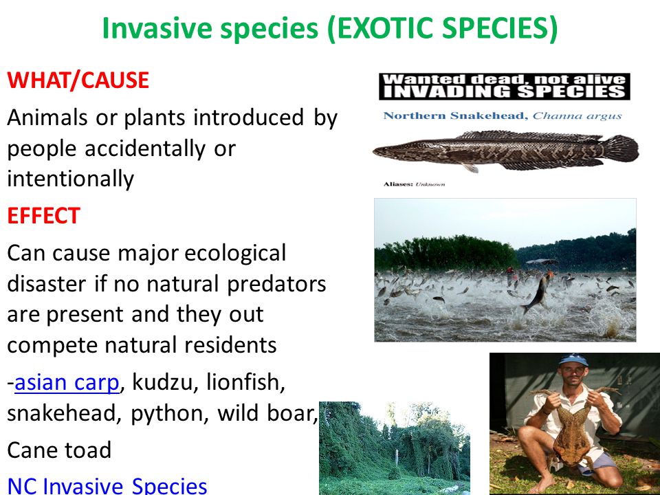 Invasive species (EXOTIC SPECIES) WHAT/CAUSE Animals or plants introduced by people accidentally or intentionally EFFECT Can cause major ecological disaster if no natural predators are present and they out compete natural residents -asian carp, kudzu, lionfish, snakehead, python, wild boar,asian carp Cane toad NC Invasive Species