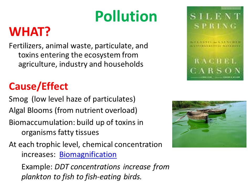 Pollution WHAT.