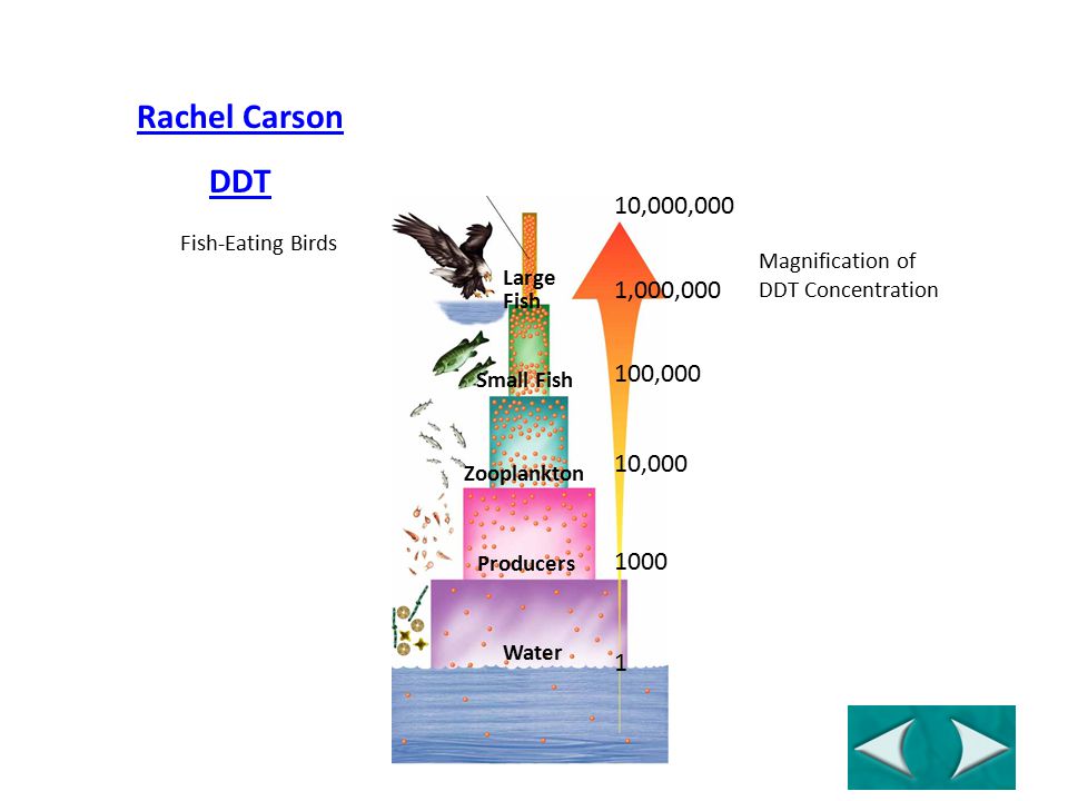 Fish-Eating Birds Magnification of DDT Concentration 10,000, ,000 10,000 1,000, Large Fish Small Fish Zooplankton Producers Water Rachel Carson DDT Figure 6-16 Biological Magnification of DDT Go to Section: