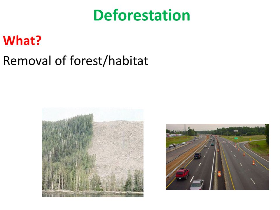 Deforestation What Removal of forest/habitat