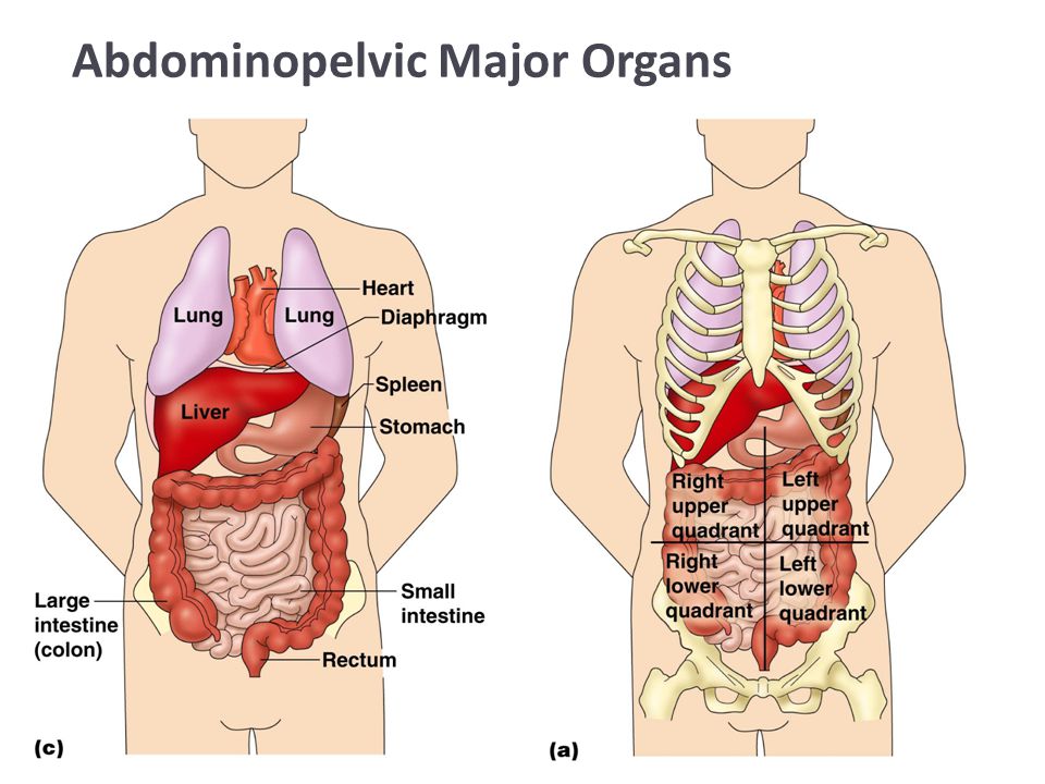 major organs