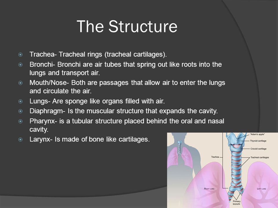 The Structure  Trachea- Tracheal rings (tracheal cartilages).