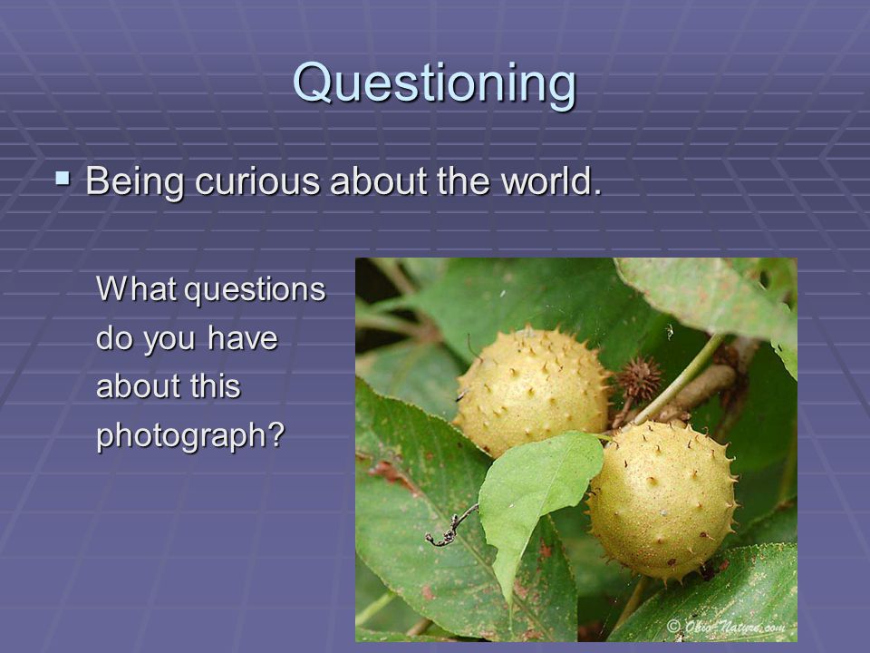 Questioning  Being curious about the world. What questions do you have about this photograph
