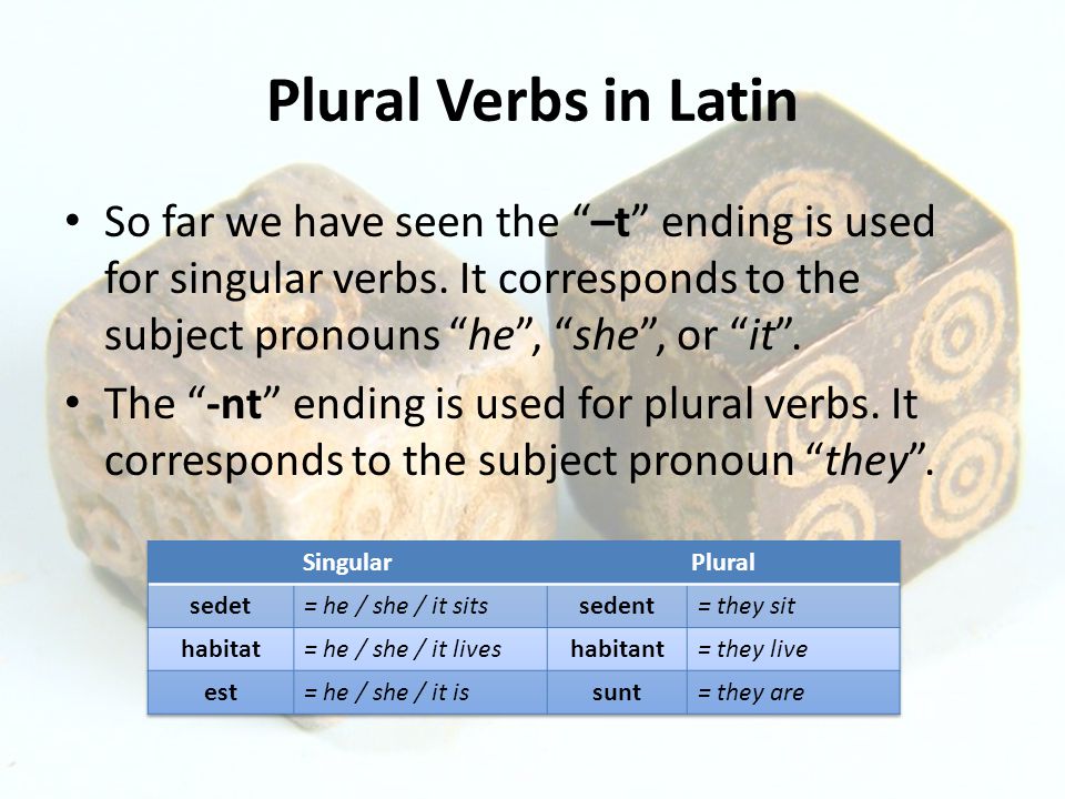 Plural Verbs in Latin So far we have seen the –t ending is used for singular verbs.