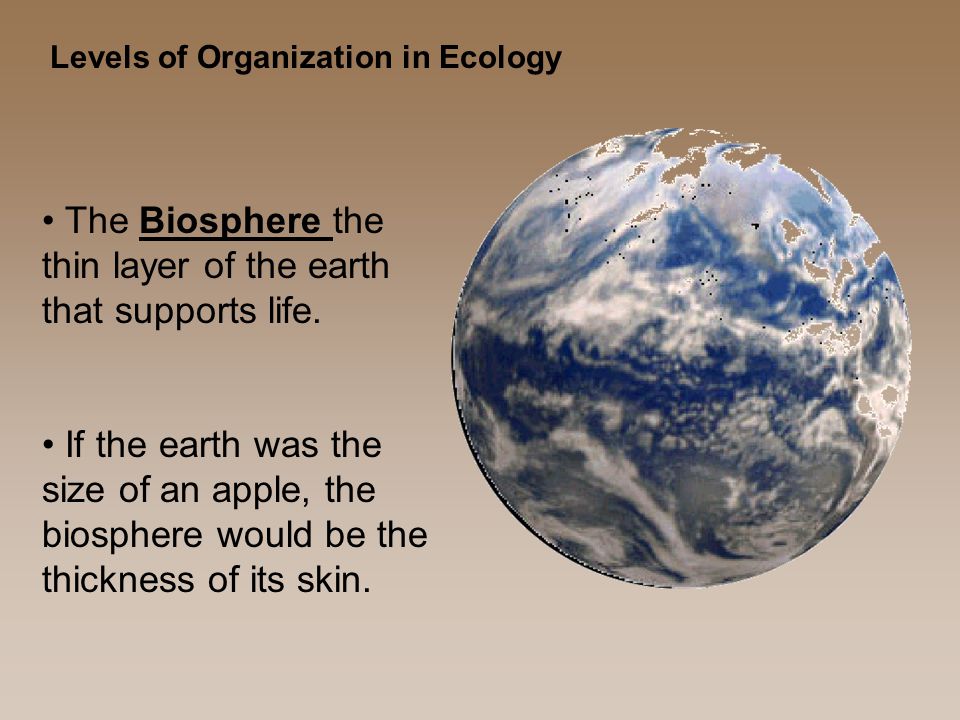 Levels of Organization in Ecology The Biosphere the thin layer of the earth that supports life.