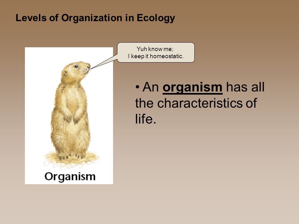 Levels of Organization in Ecology An organism has all the characteristics of life.