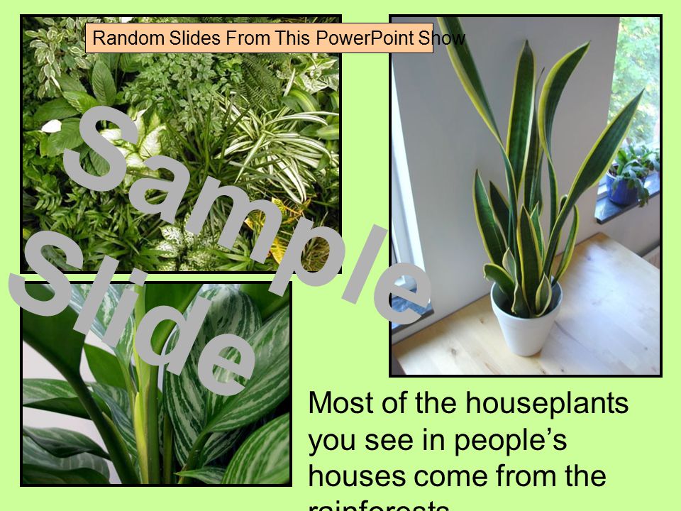 Most of the houseplants you see in people’s houses come from the rainforests.