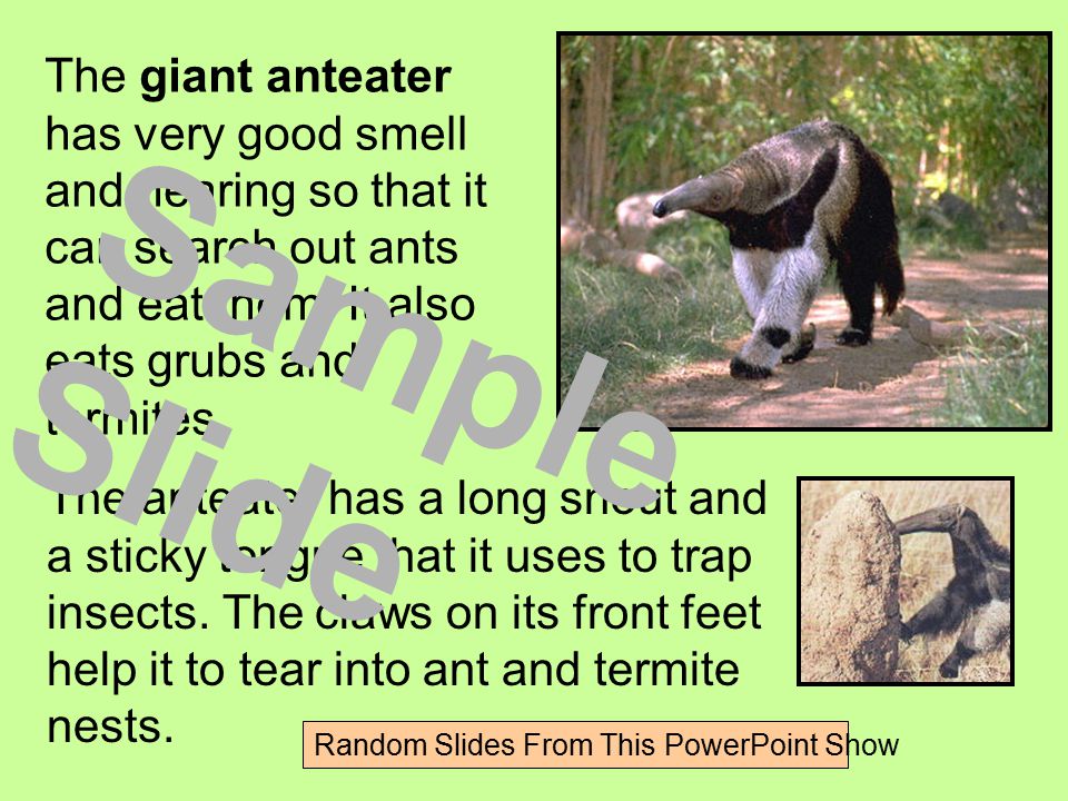 The giant anteater has very good smell and hearing so that it can search out ants and eat them.