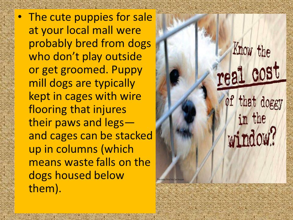 The cute puppies for sale at your local mall were probably bred from dogs who don’t play outside or get groomed.