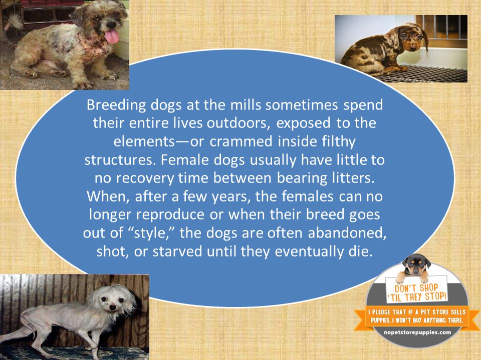Breeding dogs at the mills sometimes spend their entire lives outdoors, exposed to the elements—or crammed inside filthy structures.