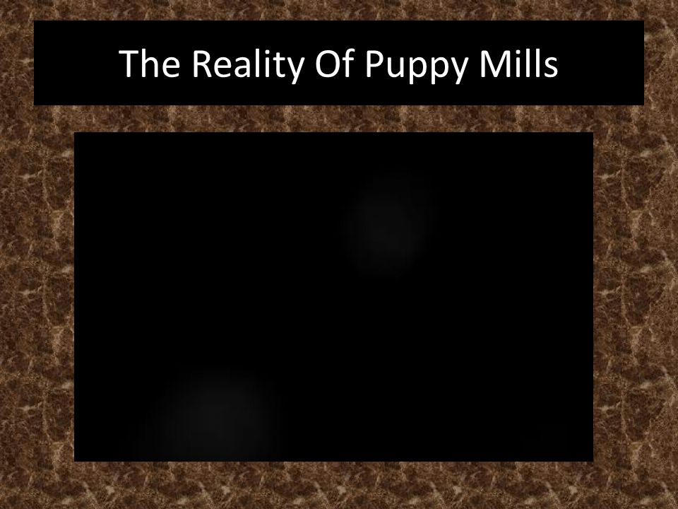 The Reality Of Puppy Mills