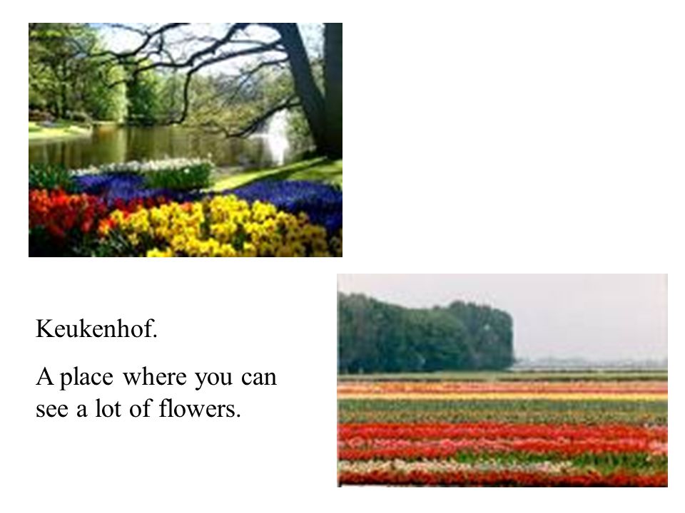 Keukenhof. A place where you can see a lot of flowers.