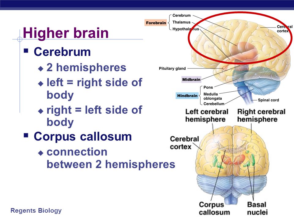 Regents Biology Primitive brain  The lower brain  medulla oblongata  pons  cerebellum  Functions  basic body functions  breathing, heart, digestion, swallowing, vomiting  homeostasis  coordination of movement