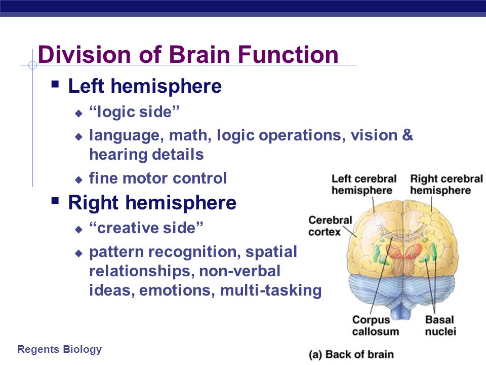 Regents Biology Higher brain  Cerebrum  2 hemispheres  left = right side of body  right = left side of body  Corpus callosum  connection between 2 hemispheres