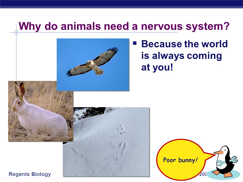AP Biology Nervous System