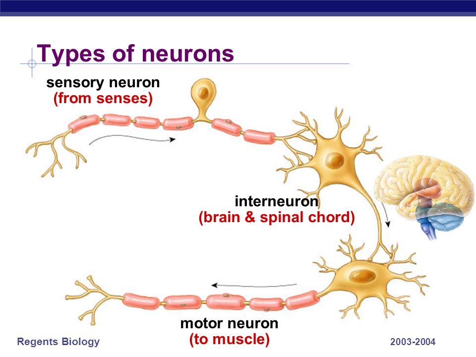 Regents Biology Synapse synapse Junction between nerve cells  1st cell releases chemical to trigger next cell  where drugs affect nervous system