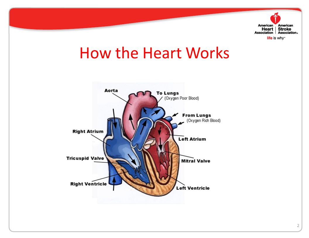 How the Heart Works 2