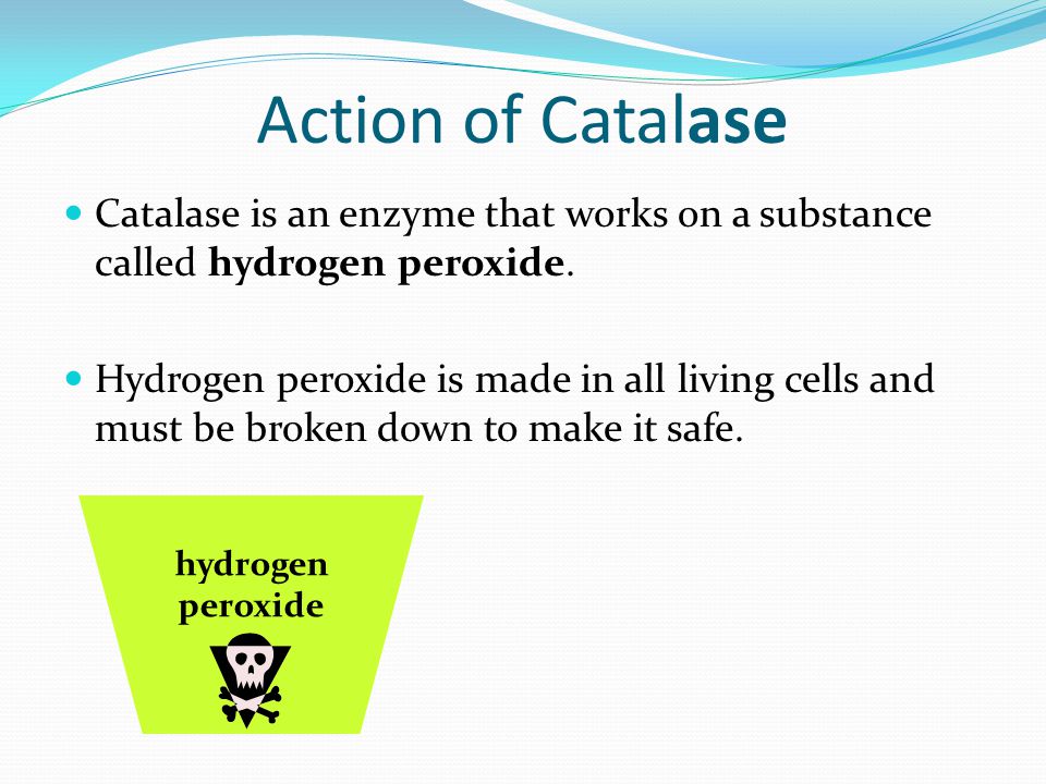 protein and enzymes b what are enzymes and where are they found how catalase works