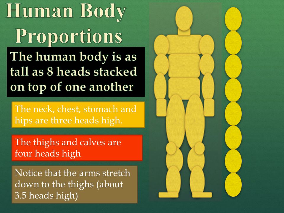 The neck, chest, stomach and hips are three heads high.